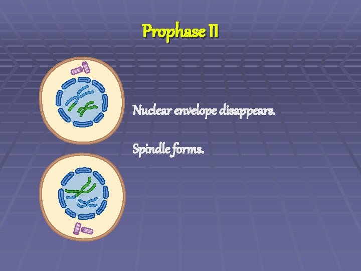 Prophase II Nuclear envelope disappears. Spindle forms. 