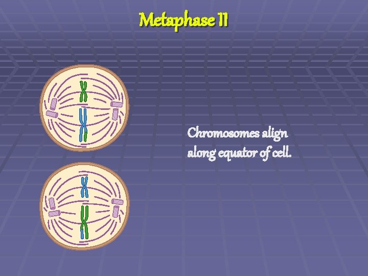 Metaphase II Chromosomes align along equator of cell. 