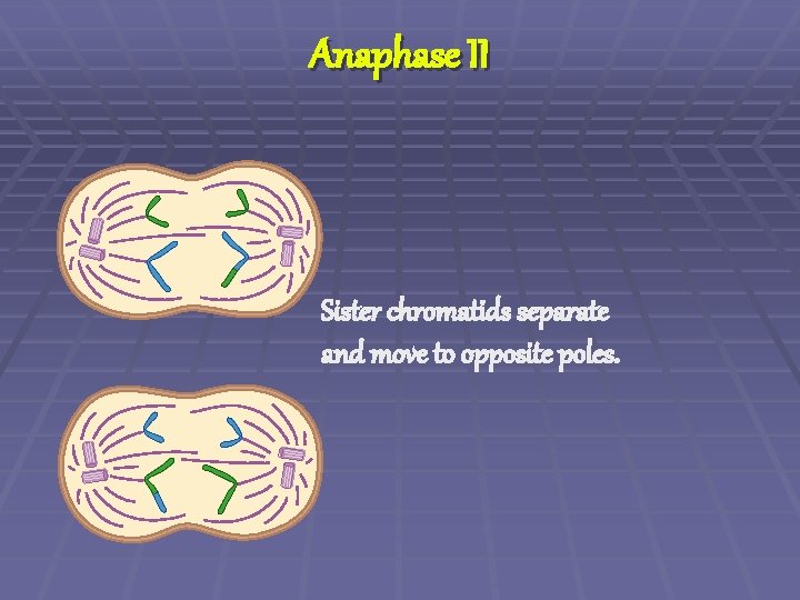 Anaphase II Sister chromatids separate and move to opposite poles. 