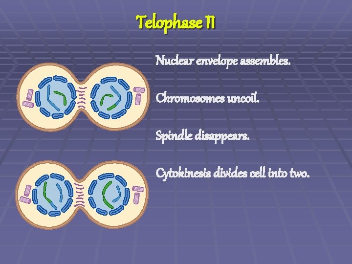 Telophase II Nuclear envelope assembles. Chromosomes uncoil. Spindle disappears. Cytokinesis divides cell into two.