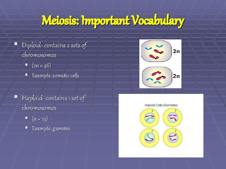 Meiosis: Important Vocabulary § Diploid- contains 2 sets of chromosomes § § (2 n