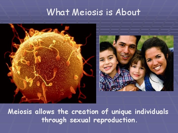 What Meiosis is About Meiosis allows the creation of unique individuals through sexual reproduction.