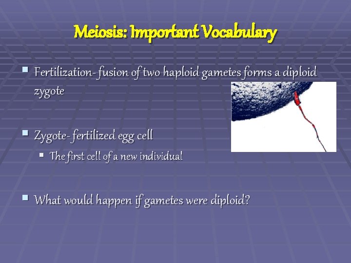 Meiosis: Important Vocabulary § Fertilization- fusion of two haploid gametes forms a diploid zygote