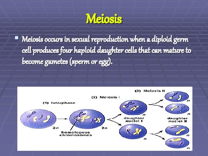 Meiosis § Meiosis occurs in sexual reproduction when a diploid germ cell produces four