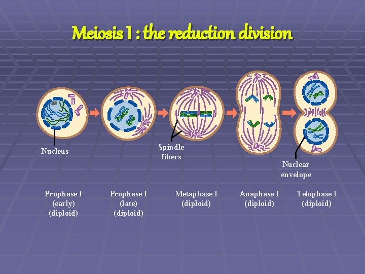 Meiosis I : the reduction division Spindle fibers Nucleus Prophase I (early) (diploid) Prophase