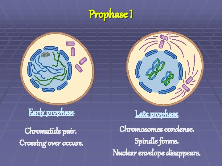 Prophase I Early prophase Late prophase Chromatids pair. Crossing over occurs. Chromosomes condense. Spindle
