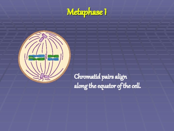Metaphase I Chromatid pairs align along the equator of the cell. 