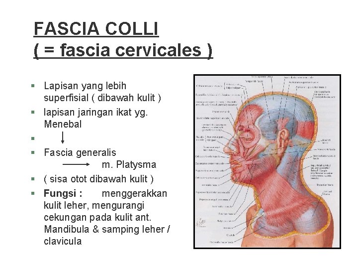 FASCIA COLLI ( = fascia cervicales ) § Lapisan yang lebih superfisial ( dibawah FASCIA COLLI ( = fascia cervicales ) § Lapisan yang lebih superfisial ( dibawah