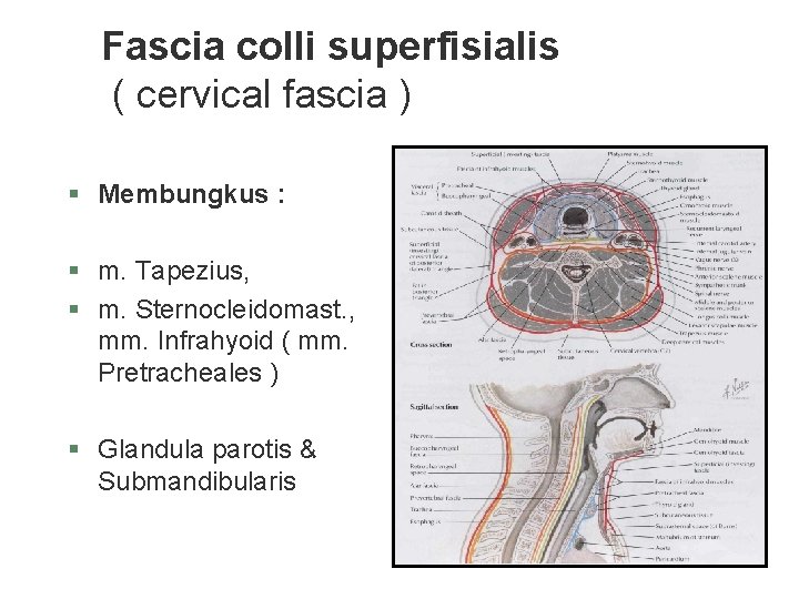 Fascia colli superfisialis ( cervical fascia ) § Membungkus : § m. Tapezius, § Fascia colli superfisialis ( cervical fascia ) § Membungkus : § m. Tapezius, §