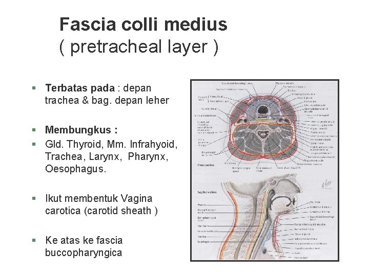 Fascia colli medius ( pretracheal layer ) § Terbatas pada : depan trachea & Fascia colli medius ( pretracheal layer ) § Terbatas pada : depan trachea &