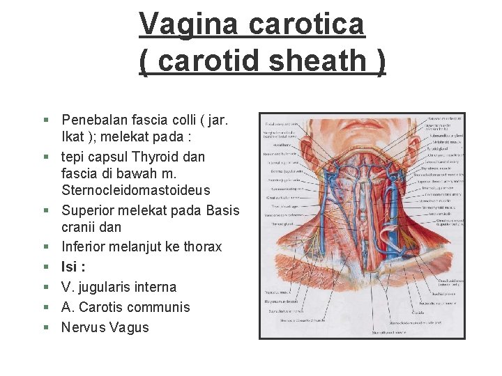 Vagina carotica ( carotid sheath ) § Penebalan fascia colli ( jar. Ikat ); Vagina carotica ( carotid sheath ) § Penebalan fascia colli ( jar. Ikat );
