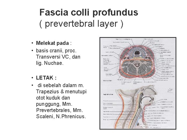 Fascia colli profundus ( prevertebral layer ) • Melekat pada : • basis cranii, Fascia colli profundus ( prevertebral layer ) • Melekat pada : • basis cranii,