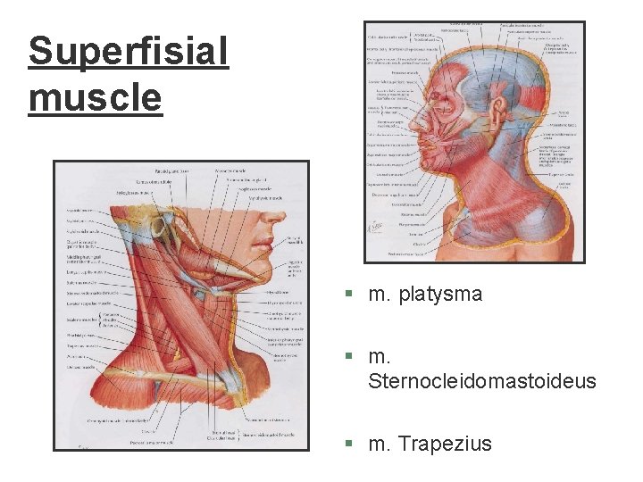 Superfisial muscle § m. platysma § m. Sternocleidomastoideus § m. Trapezius Superfisial muscle § m. platysma § m. Sternocleidomastoideus § m. Trapezius