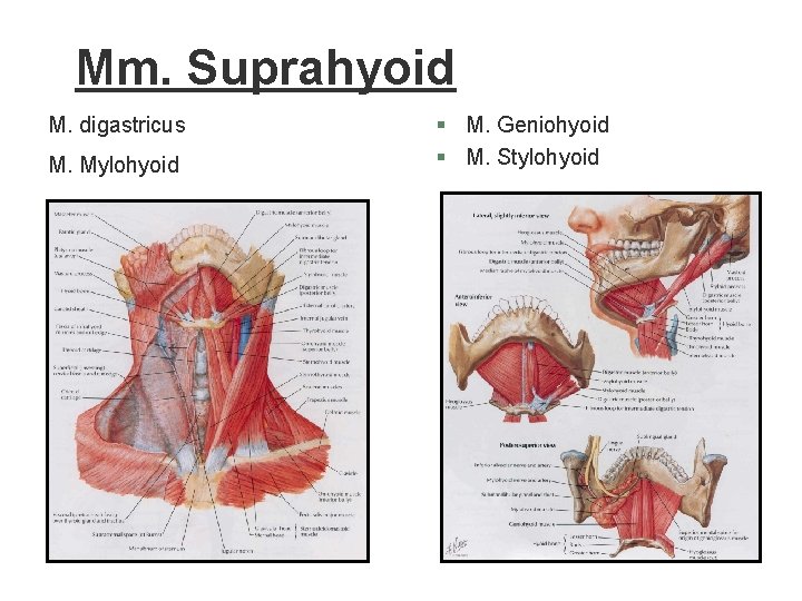 Mm. Suprahyoid M. digastricus M. Mylohyoid § M. Geniohyoid § M. Stylohyoid Mm. Suprahyoid M. digastricus M. Mylohyoid § M. Geniohyoid § M. Stylohyoid
