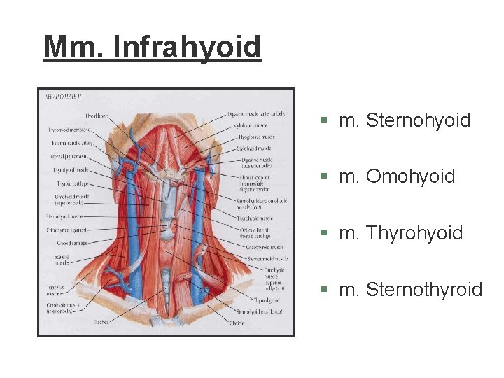 Mm. Infrahyoid § m. Sternohyoid § m. Omohyoid § m. Thyrohyoid § m. Sternothyroid Mm. Infrahyoid § m. Sternohyoid § m. Omohyoid § m. Thyrohyoid § m. Sternothyroid