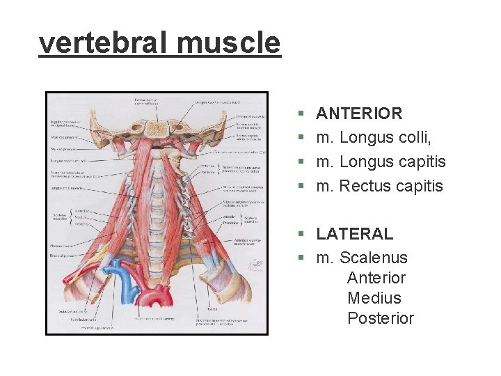 vertebral muscle § § ANTERIOR m. Longus colli, m. Longus capitis m. Rectus capitis vertebral muscle § § ANTERIOR m. Longus colli, m. Longus capitis m. Rectus capitis