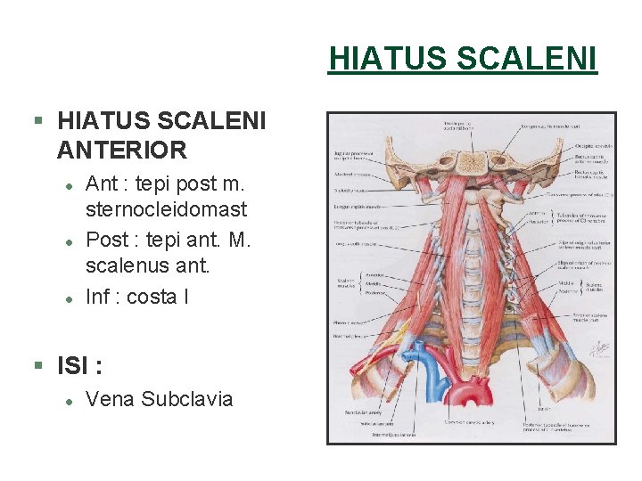 HIATUS SCALENI § HIATUS SCALENI ANTERIOR l l l Ant : tepi post m. HIATUS SCALENI § HIATUS SCALENI ANTERIOR l l l Ant : tepi post m.