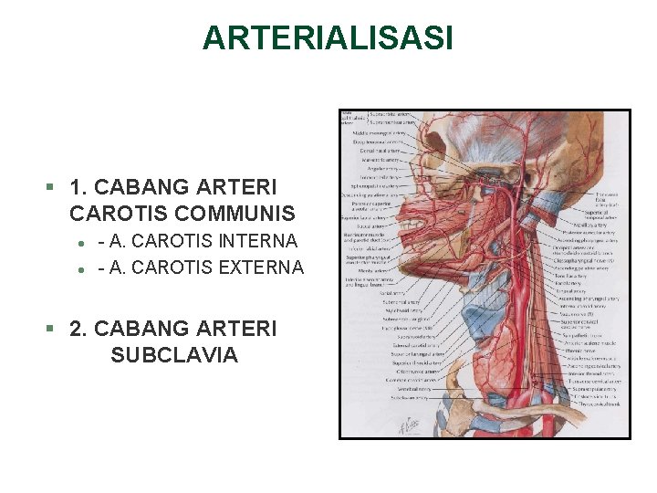 ARTERIALISASI § 1. CABANG ARTERI CAROTIS COMMUNIS l l - A. CAROTIS INTERNA - ARTERIALISASI § 1. CABANG ARTERI CAROTIS COMMUNIS l l - A. CAROTIS INTERNA -