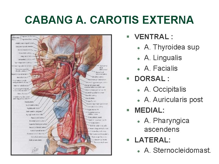 CABANG A. CAROTIS EXTERNA § VENTRAL : l A. Thyroidea sup l A. Lingualis CABANG A. CAROTIS EXTERNA § VENTRAL : l A. Thyroidea sup l A. Lingualis