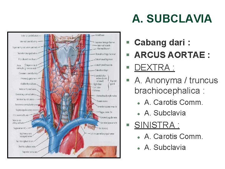 A. SUBCLAVIA § § Cabang dari : ARCUS AORTAE : DEXTRA : A. Anonyma A. SUBCLAVIA § § Cabang dari : ARCUS AORTAE : DEXTRA : A. Anonyma