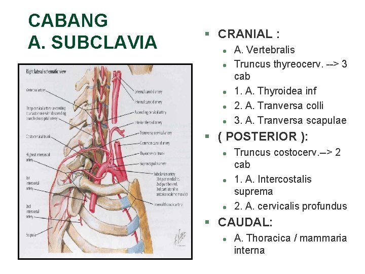 CABANG A. SUBCLAVIA § CRANIAL : l l l A. Vertebralis Truncus thyreocerv. --> CABANG A. SUBCLAVIA § CRANIAL : l l l A. Vertebralis Truncus thyreocerv. -->