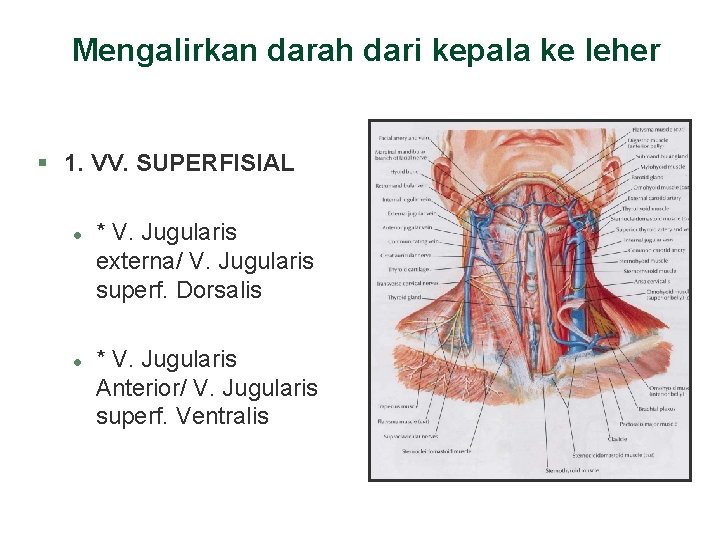 Mengalirkan darah dari kepala ke leher § 1. VV. SUPERFISIAL l l * V. Mengalirkan darah dari kepala ke leher § 1. VV. SUPERFISIAL l l * V.