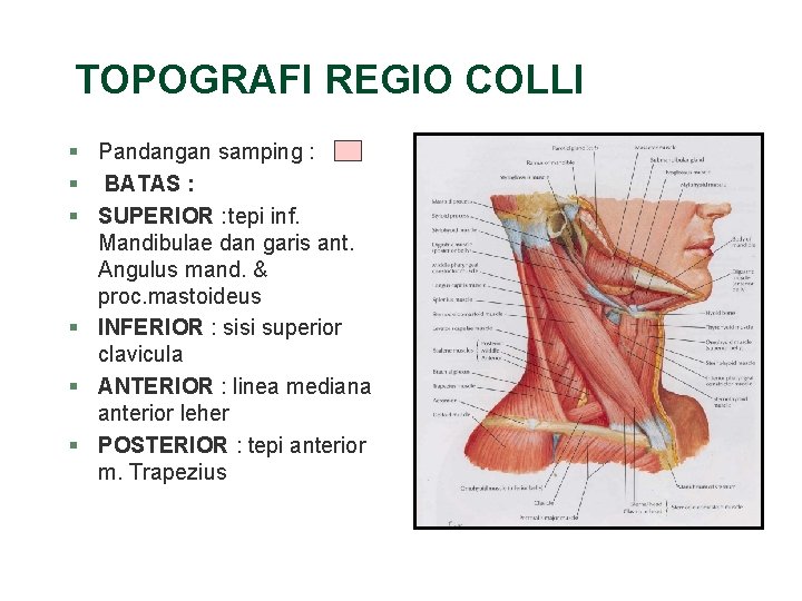 TOPOGRAFI REGIO COLLI § Pandangan samping : § BATAS : § SUPERIOR : tepi TOPOGRAFI REGIO COLLI § Pandangan samping : § BATAS : § SUPERIOR : tepi