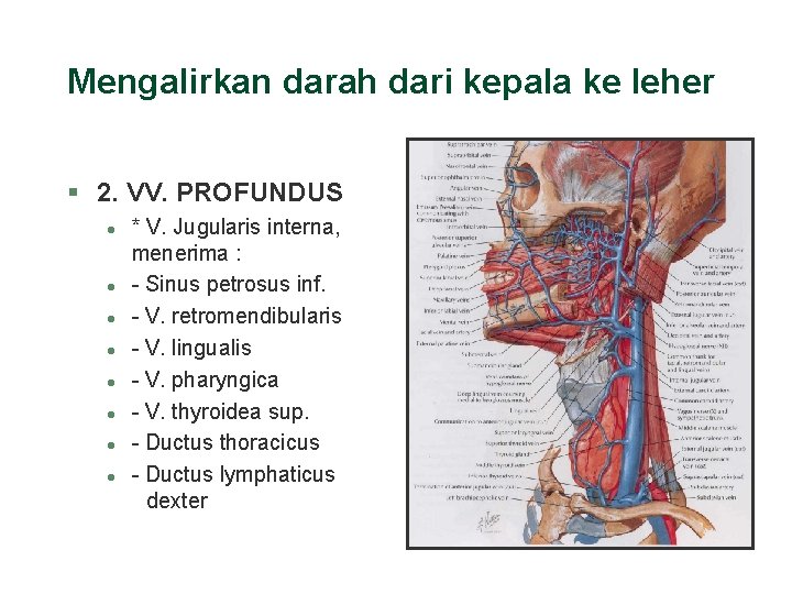 Mengalirkan darah dari kepala ke leher § 2. VV. PROFUNDUS l l l l Mengalirkan darah dari kepala ke leher § 2. VV. PROFUNDUS l l l l