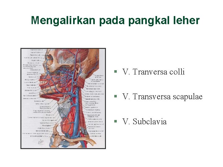 Mengalirkan pada pangkal leher § V. Tranversa colli § V. Transversa scapulae § V. Mengalirkan pada pangkal leher § V. Tranversa colli § V. Transversa scapulae § V.