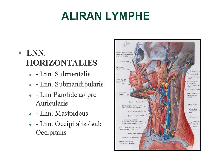 ALIRAN LYMPHE § LNN. HORIZONTALIES l l l - Lnn. Submentalis - Lnn. Submandibularis ALIRAN LYMPHE § LNN. HORIZONTALIES l l l - Lnn. Submentalis - Lnn. Submandibularis