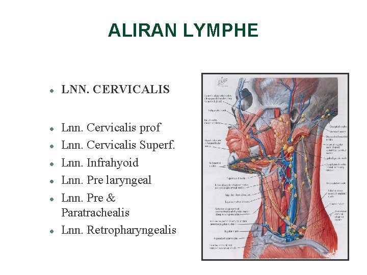 ALIRAN LYMPHE l l l l LNN. CERVICALIS Lnn. Cervicalis prof Lnn. Cervicalis Superf. ALIRAN LYMPHE l l l l LNN. CERVICALIS Lnn. Cervicalis prof Lnn. Cervicalis Superf.