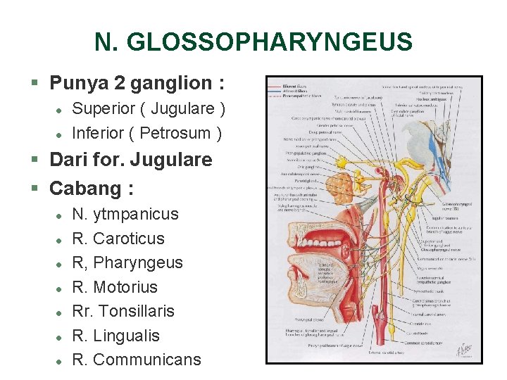 N. GLOSSOPHARYNGEUS § Punya 2 ganglion : l l Superior ( Jugulare ) Inferior N. GLOSSOPHARYNGEUS § Punya 2 ganglion : l l Superior ( Jugulare ) Inferior