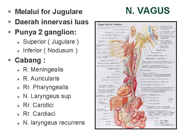 § Melalui for Jugulare § Daerah innervasi luas § Punya 2 ganglion: l l § Melalui for Jugulare § Daerah innervasi luas § Punya 2 ganglion: l l