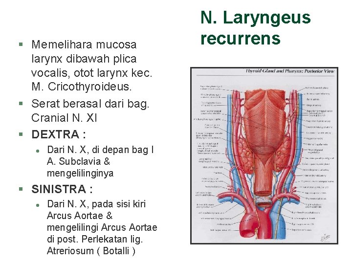 § Memelihara mucosa larynx dibawah plica vocalis, otot larynx kec. M. Cricothyroideus. § Serat § Memelihara mucosa larynx dibawah plica vocalis, otot larynx kec. M. Cricothyroideus. § Serat