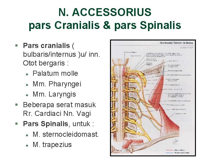 N. ACCESSORIUS pars Cranialis & pars Spinalis § Pars cranialis ( bulbaris/internus )u/ inn. N. ACCESSORIUS pars Cranialis & pars Spinalis § Pars cranialis ( bulbaris/internus )u/ inn.