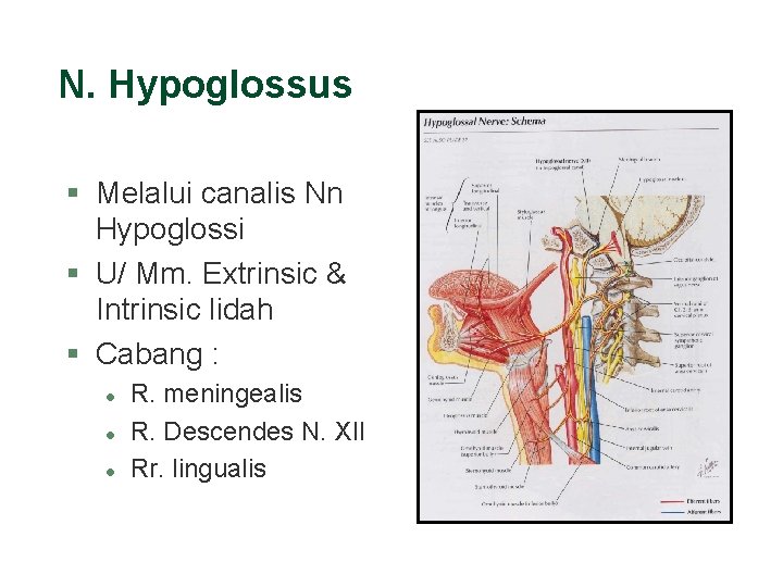 N. Hypoglossus § Melalui canalis Nn Hypoglossi § U/ Mm. Extrinsic & Intrinsic lidah N. Hypoglossus § Melalui canalis Nn Hypoglossi § U/ Mm. Extrinsic & Intrinsic lidah
