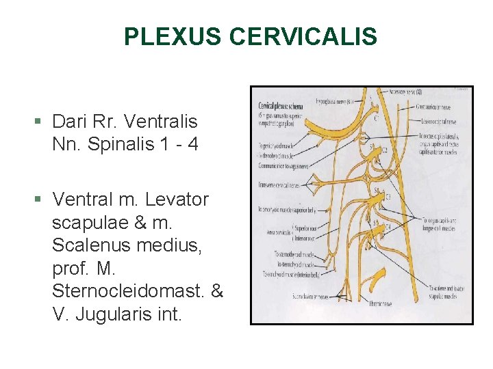 PLEXUS CERVICALIS § Dari Rr. Ventralis Nn. Spinalis 1 - 4 § Ventral m. PLEXUS CERVICALIS § Dari Rr. Ventralis Nn. Spinalis 1 - 4 § Ventral m.