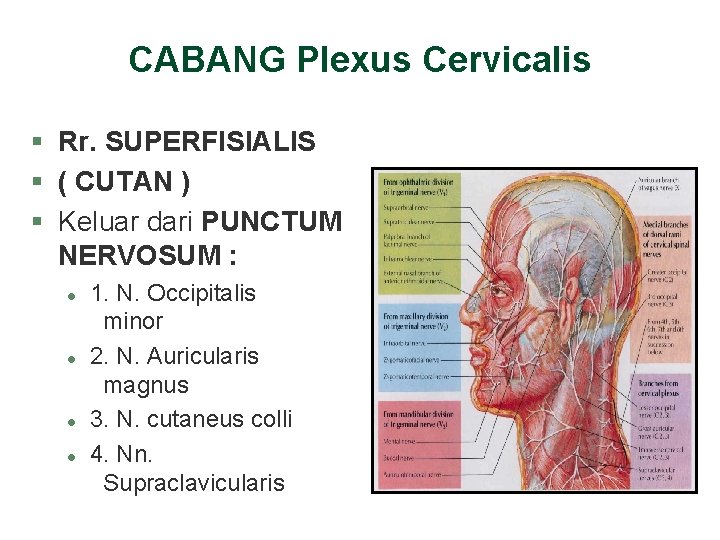 CABANG Plexus Cervicalis § Rr. SUPERFISIALIS § ( CUTAN ) § Keluar dari PUNCTUM CABANG Plexus Cervicalis § Rr. SUPERFISIALIS § ( CUTAN ) § Keluar dari PUNCTUM