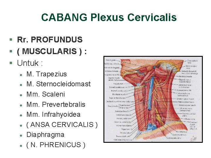 CABANG Plexus Cervicalis § Rr. PROFUNDUS § ( MUSCULARIS ) : § Untuk : CABANG Plexus Cervicalis § Rr. PROFUNDUS § ( MUSCULARIS ) : § Untuk :