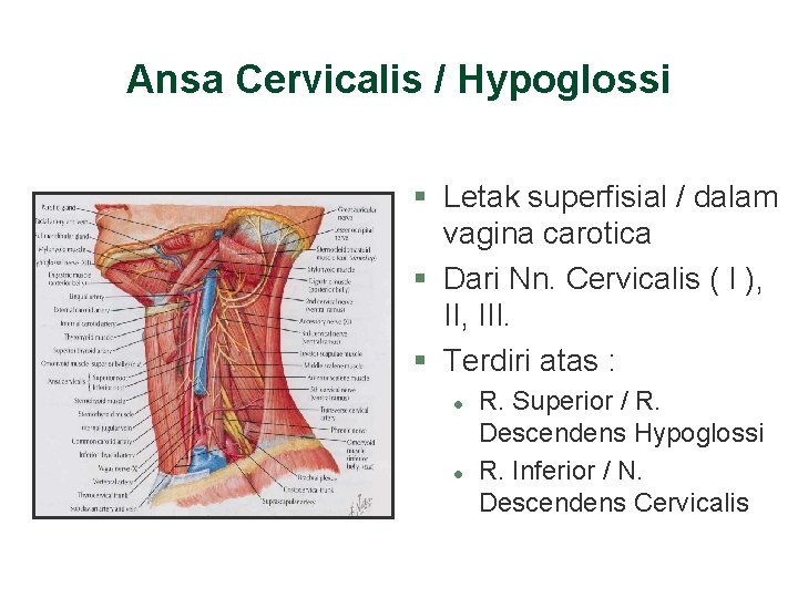 Ansa Cervicalis / Hypoglossi § Letak superfisial / dalam vagina carotica § Dari Nn. Ansa Cervicalis / Hypoglossi § Letak superfisial / dalam vagina carotica § Dari Nn.