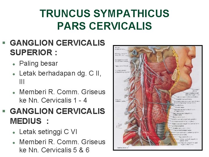 TRUNCUS SYMPATHICUS PARS CERVICALIS § GANGLION CERVICALIS SUPERIOR : l l l Paling besar TRUNCUS SYMPATHICUS PARS CERVICALIS § GANGLION CERVICALIS SUPERIOR : l l l Paling besar