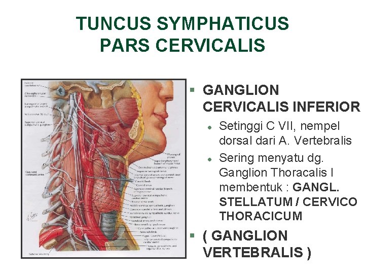 TUNCUS SYMPHATICUS PARS CERVICALIS § GANGLION CERVICALIS INFERIOR l l Setinggi C VII, nempel TUNCUS SYMPHATICUS PARS CERVICALIS § GANGLION CERVICALIS INFERIOR l l Setinggi C VII, nempel