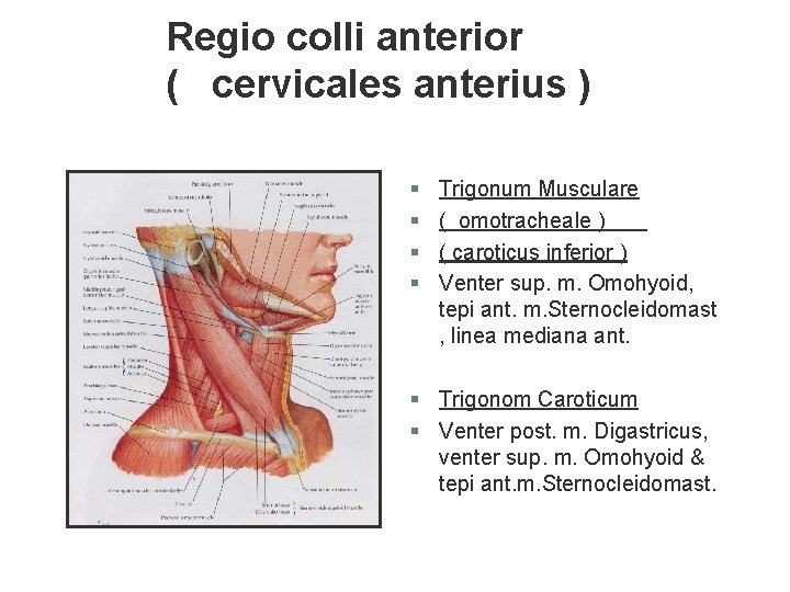 Regio colli anterior ( cervicales anterius ) § § Trigonum Musculare ( omotracheale ) Regio colli anterior ( cervicales anterius ) § § Trigonum Musculare ( omotracheale )