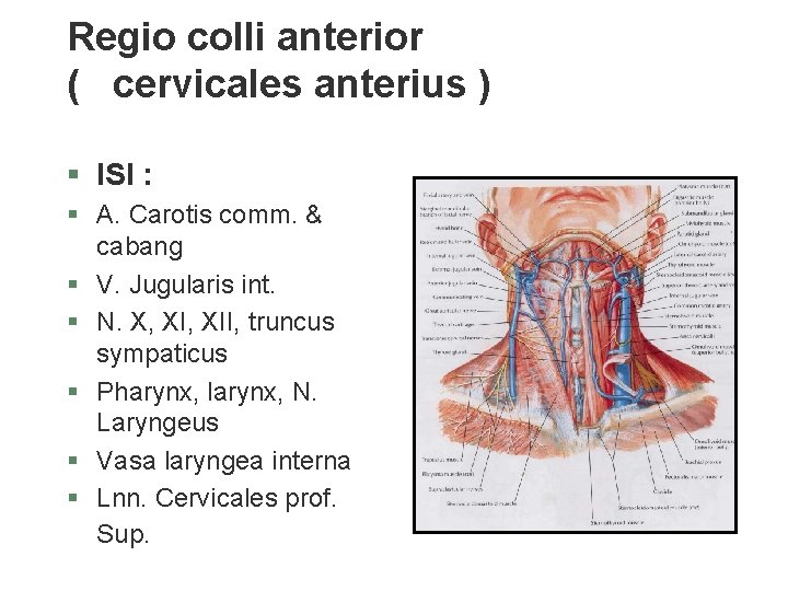 Regio colli anterior ( cervicales anterius ) § ISI : § A. Carotis comm. Regio colli anterior ( cervicales anterius ) § ISI : § A. Carotis comm.