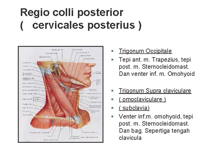 Regio colli posterior ( cervicales posterius ) § Trigonum Occipitale § Tepi ant. m. Regio colli posterior ( cervicales posterius ) § Trigonum Occipitale § Tepi ant. m.