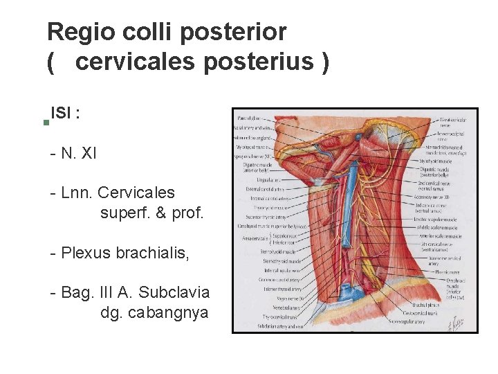 Regio colli posterior ( cervicales posterius ) ISI : § - N. XI - Regio colli posterior ( cervicales posterius ) ISI : § - N. XI -
