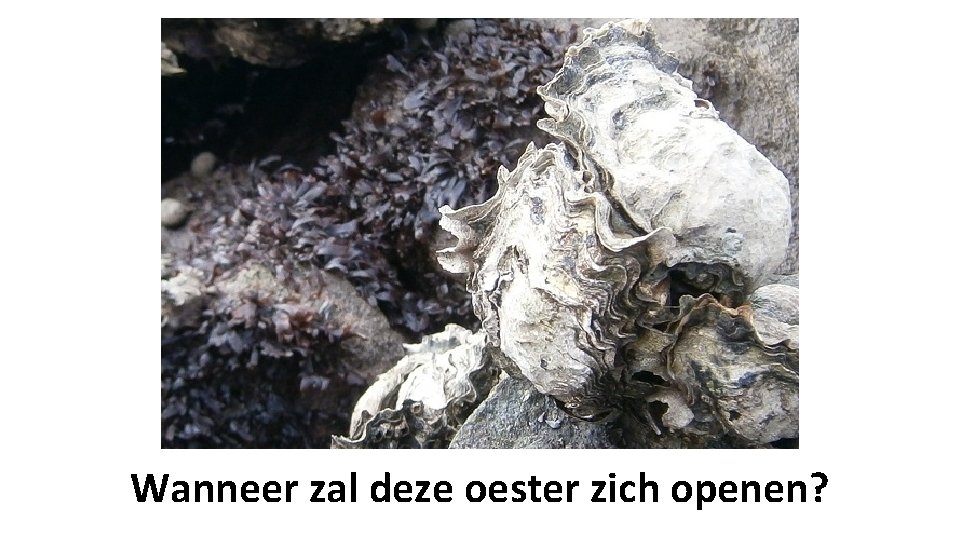 Wanneer zal deze oester zich openen? 