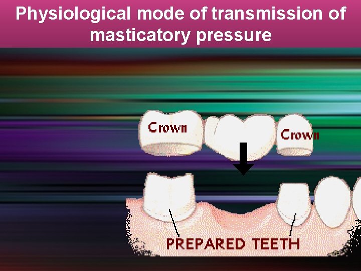 Physiological mode of transmission of masticatory pressure 