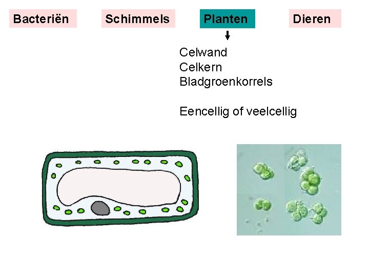 Bacteriën Schimmels Planten Dieren Celwand Celkern Bladgroenkorrels Eencellig of veelcellig 