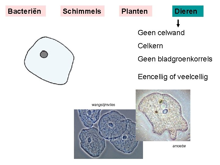 Bacteriën Schimmels Planten Dieren Geen celwand Celkern Geen bladgroenkorrels Eencellig of veelcellig wangslijmvlies amoebe